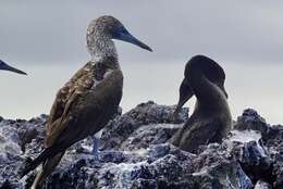 Image of Flightless Cormorant