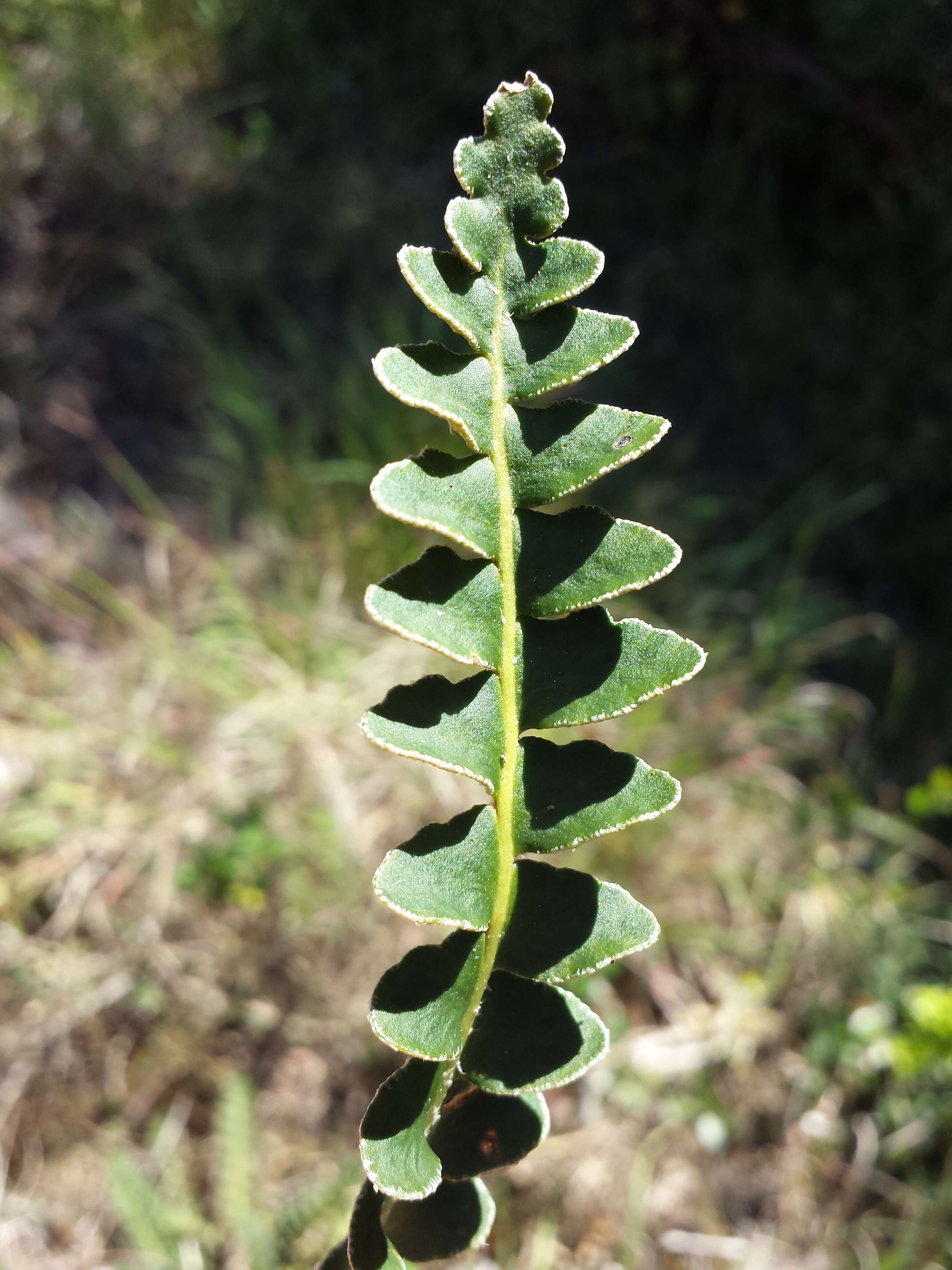 Plancia ëd Asplenium ceterach L.