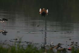 Image of Ruddy Shelduck