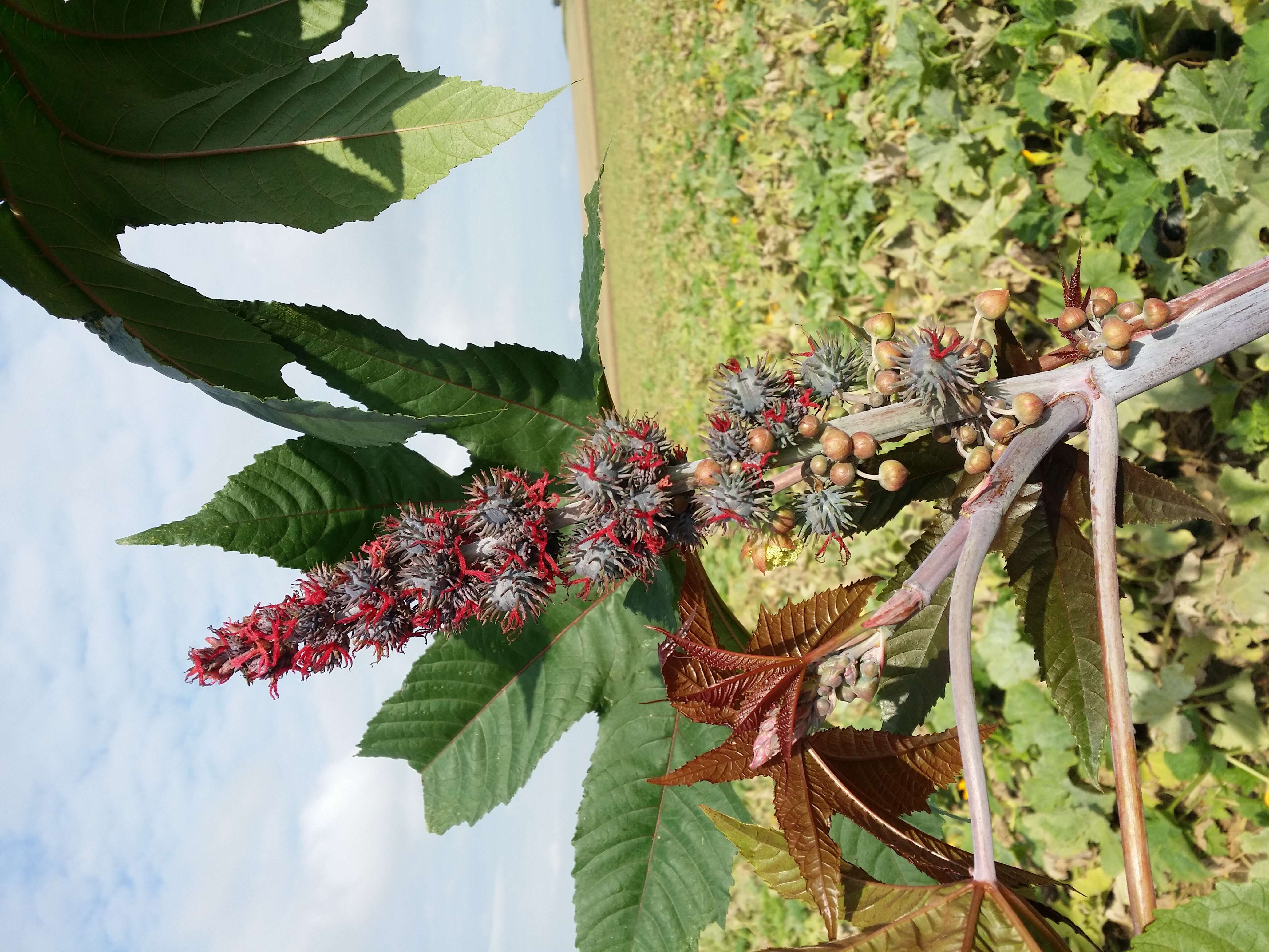 Sivun Ricinus kuva