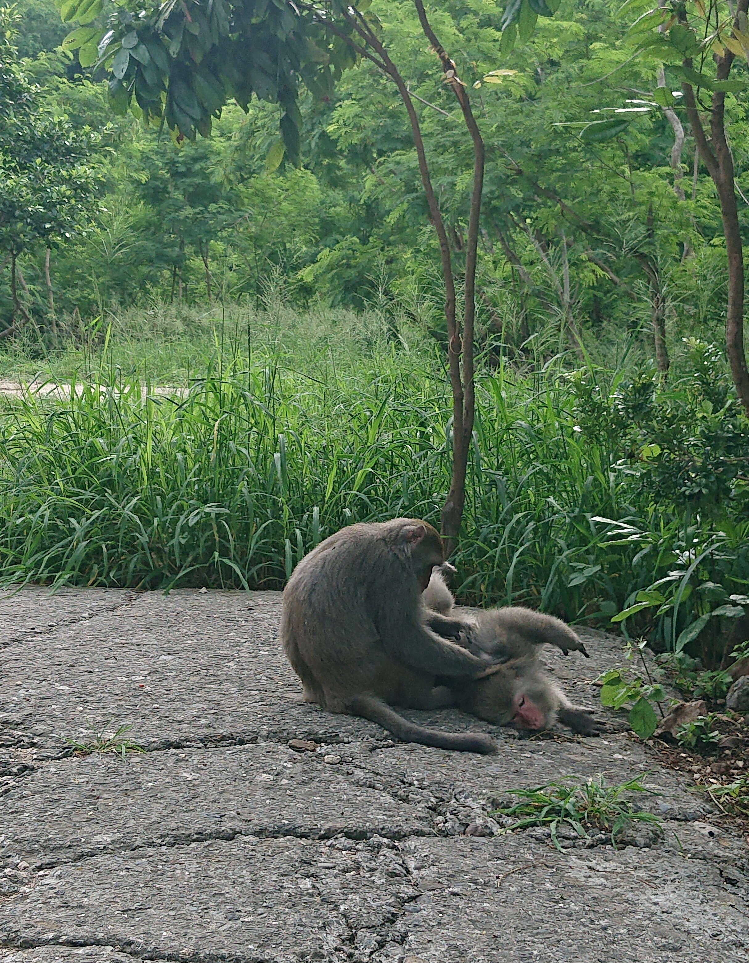 Image of Taiwan macaque