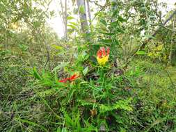 Image of flame lily