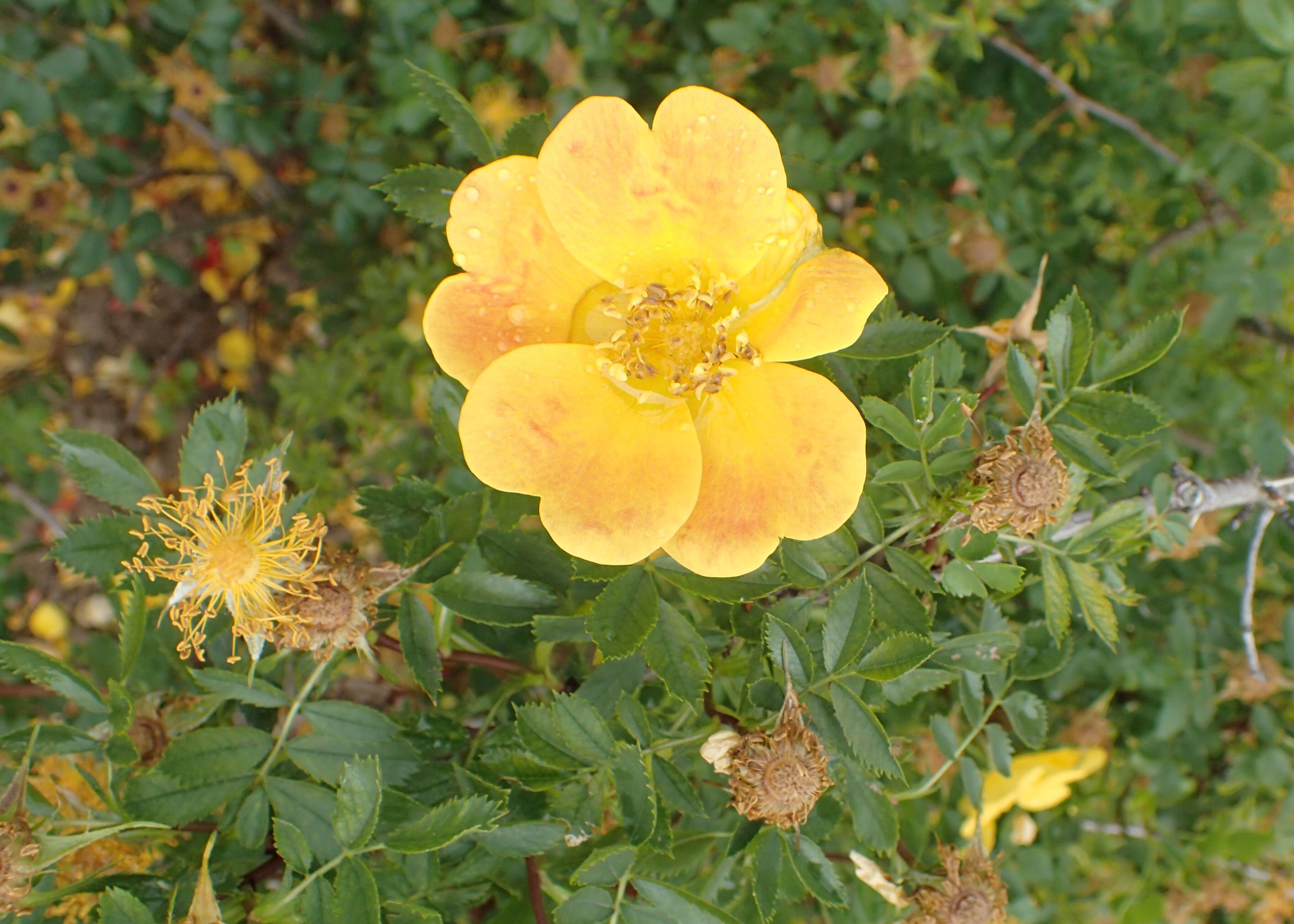 Image de Rosa foetida J. Herrm.