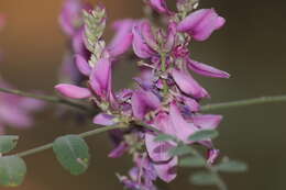 Imagem de Indigofera cassioides DC.