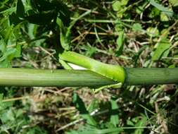 Image of wild angelica