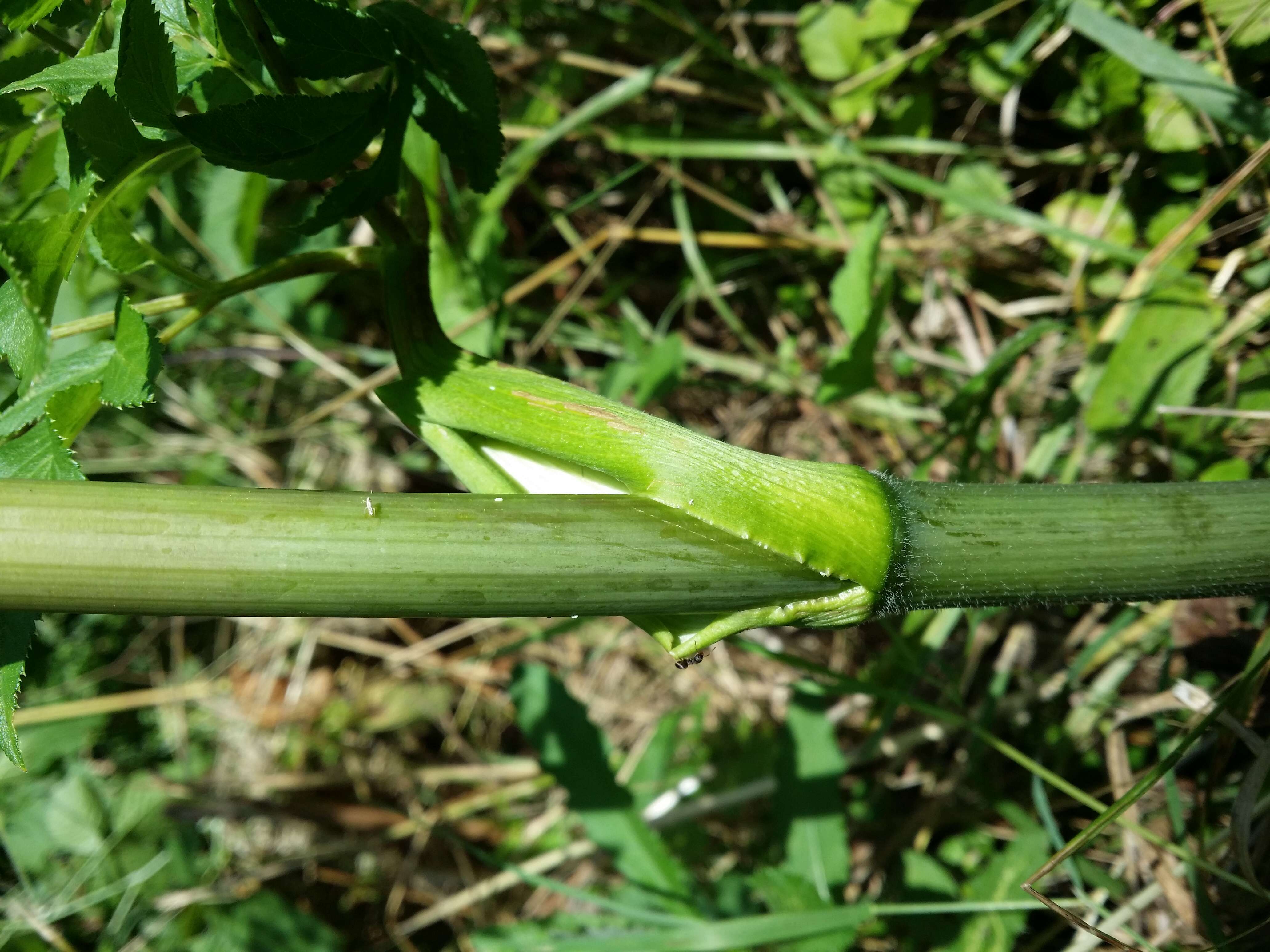 Image of wild angelica