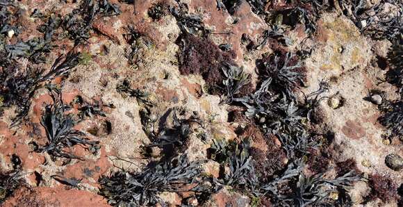 Image of Common limpet