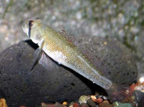 Plancia ëd Stenogobius hawaiiensis Watson 1991