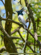 Image of Asian Paradise-Flycatcher