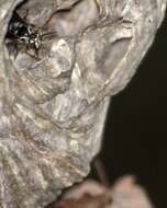 Image of Bald-faced Hornet