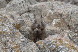 Image of Otospermophilus Brandt 1844