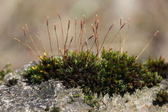 Image of tortula moss