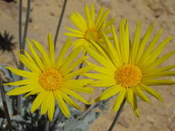 Image of nakedstem sunray