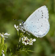 Image of holly blue