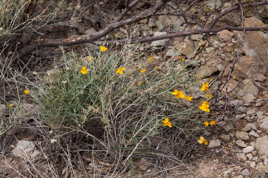 Image of Cooper's paper daisy