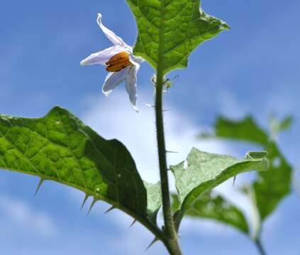 Image of Carolina horsenettle