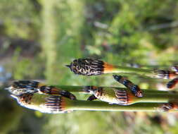 Image of Water Horsetail