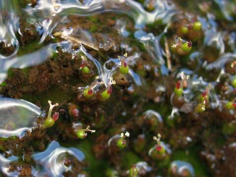 Image of Hydrobryum