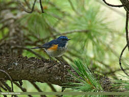 Image of Orange-flanked Bush-Robin