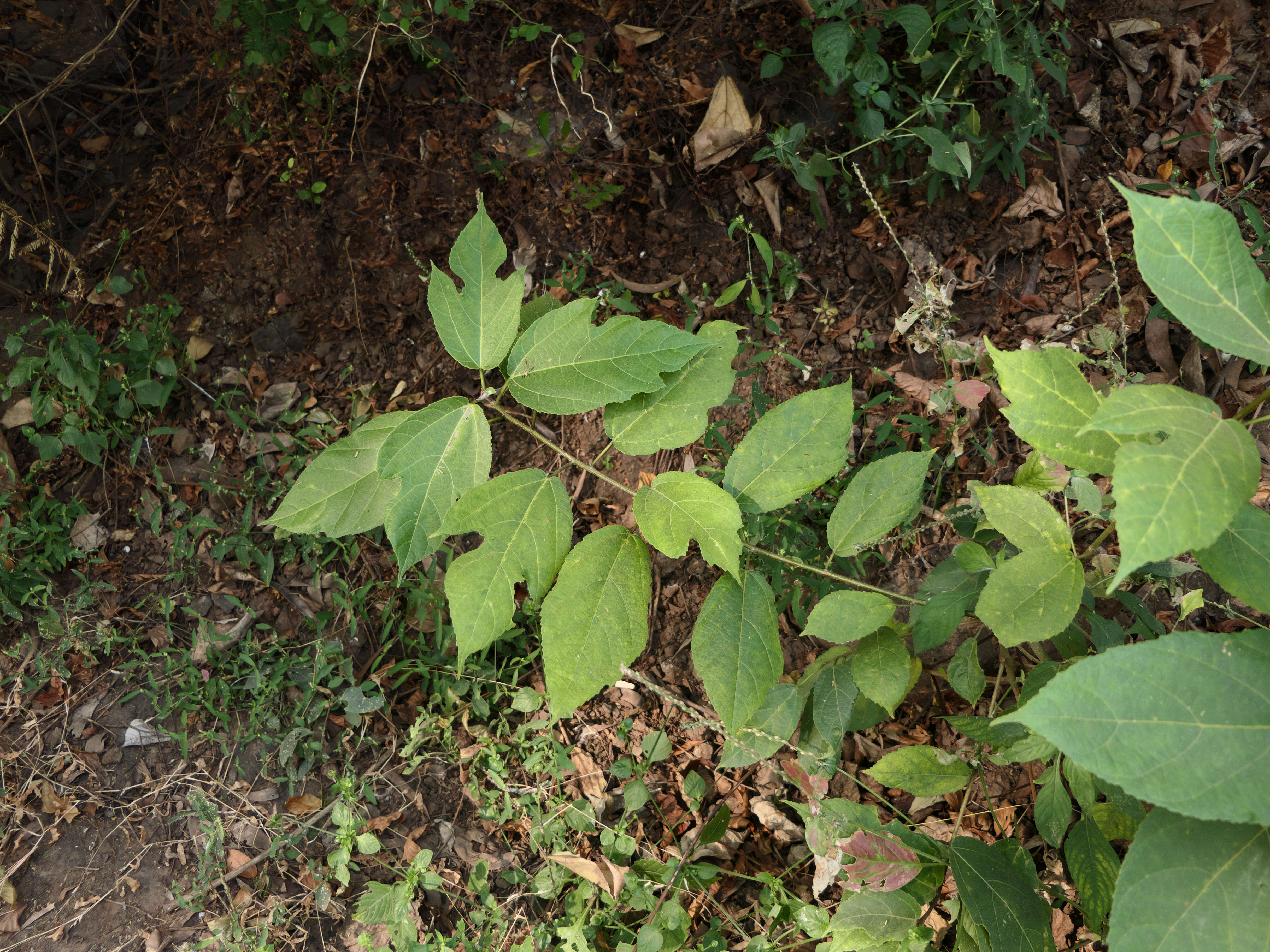 Ficus exasperata Vahl的圖片