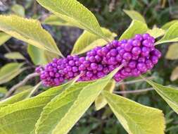 Image of American beautyberry