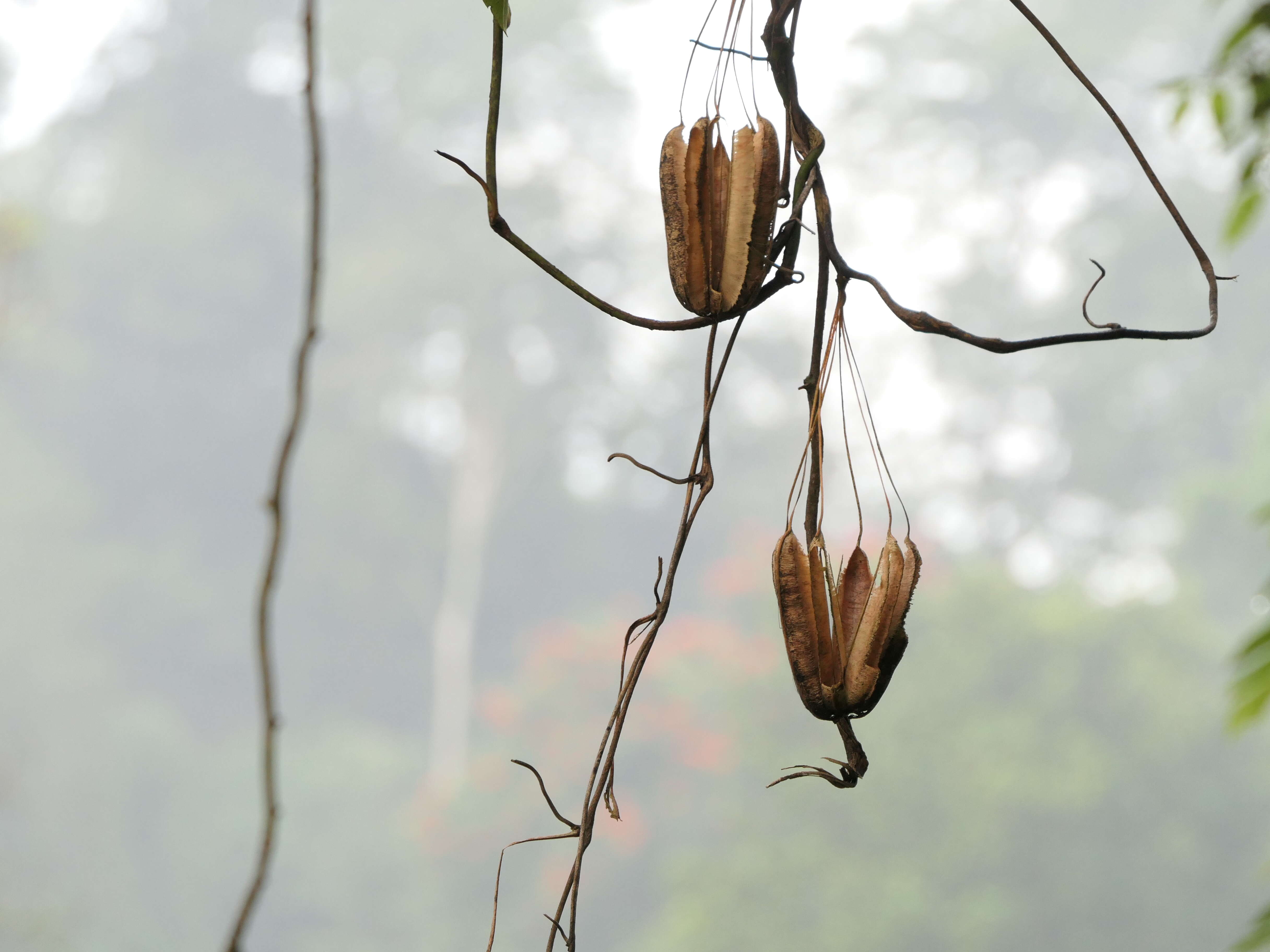 Image de Aristolochia ringens Vahl