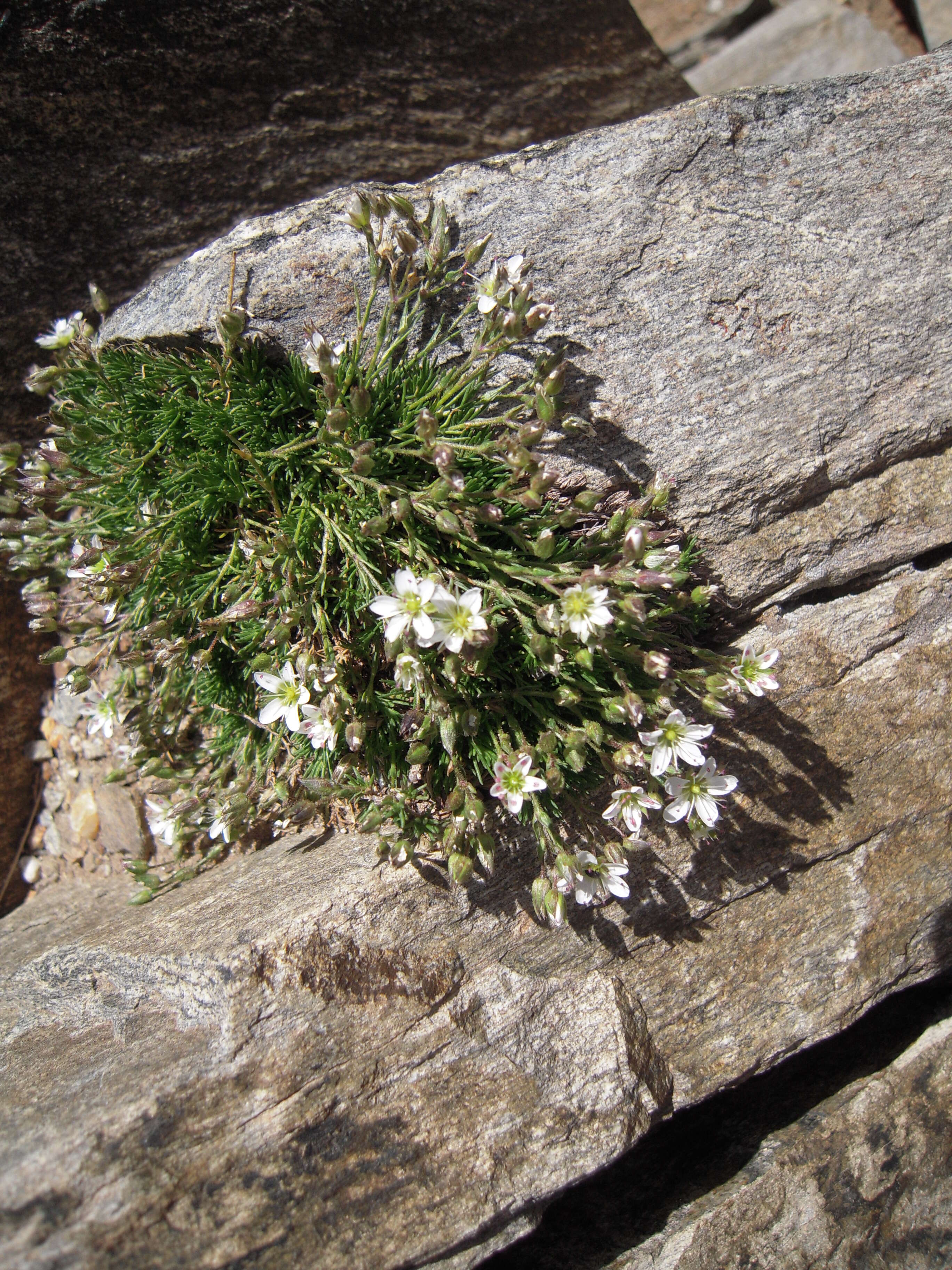 Image of Minuartia recurva (All.) Schinz & Thell.