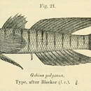 Plancia ëd Stenogobius polyzona (Bleeker 1867)