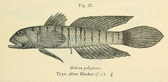 صورة Stenogobius polyzona (Bleeker 1867)