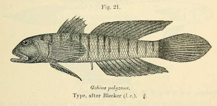 Plancia ëd Stenogobius polyzona (Bleeker 1867)