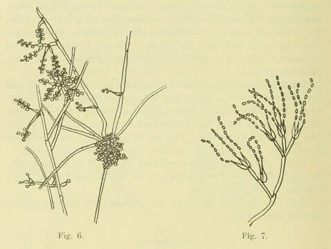 Image of Isaria fumosorosea Wize 1904