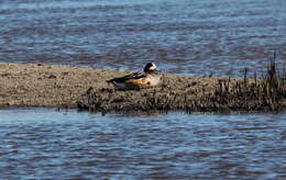 Image of Chiloe Wigeon