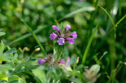 Image of wild basil