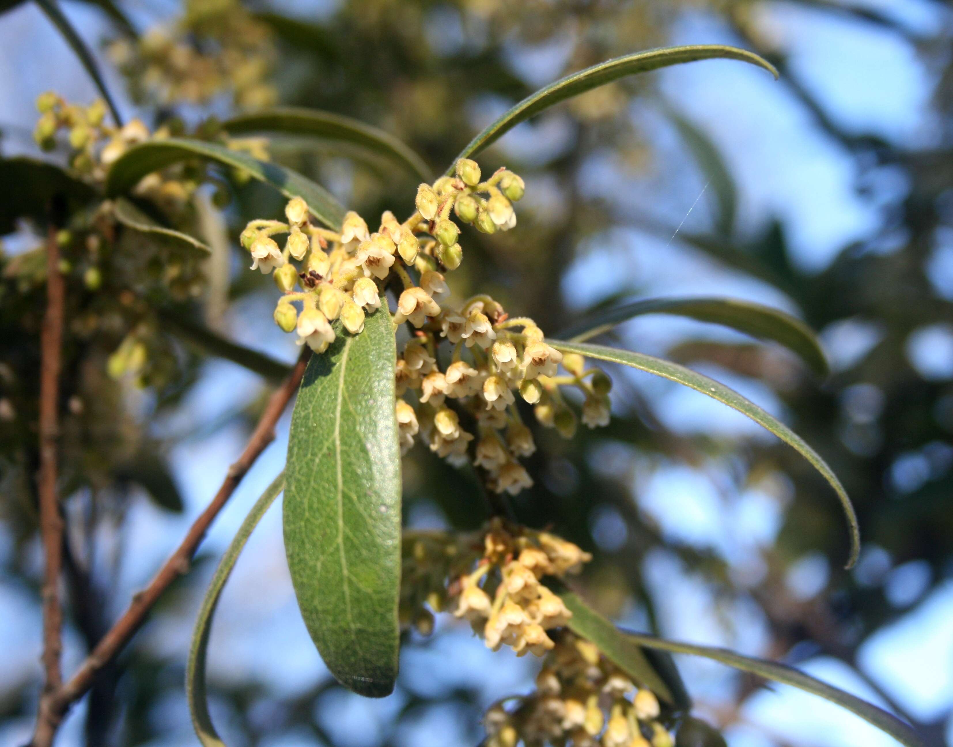 Sivun Euclea natalensis A. DC. kuva