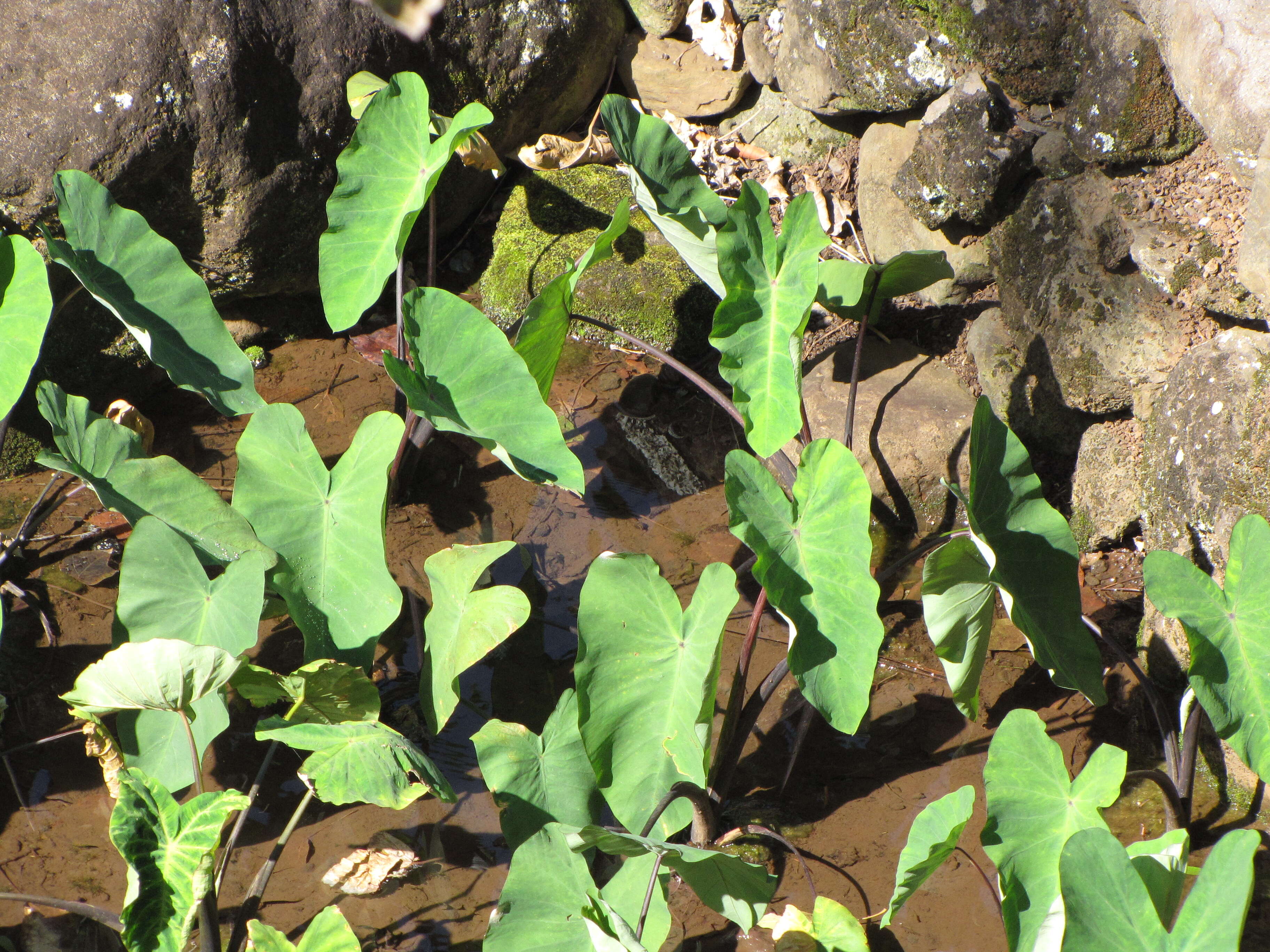 Image of Wild Taro