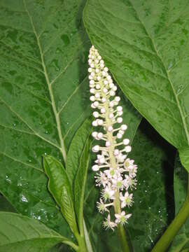 Image of Phytolacca acinosa Roxb.