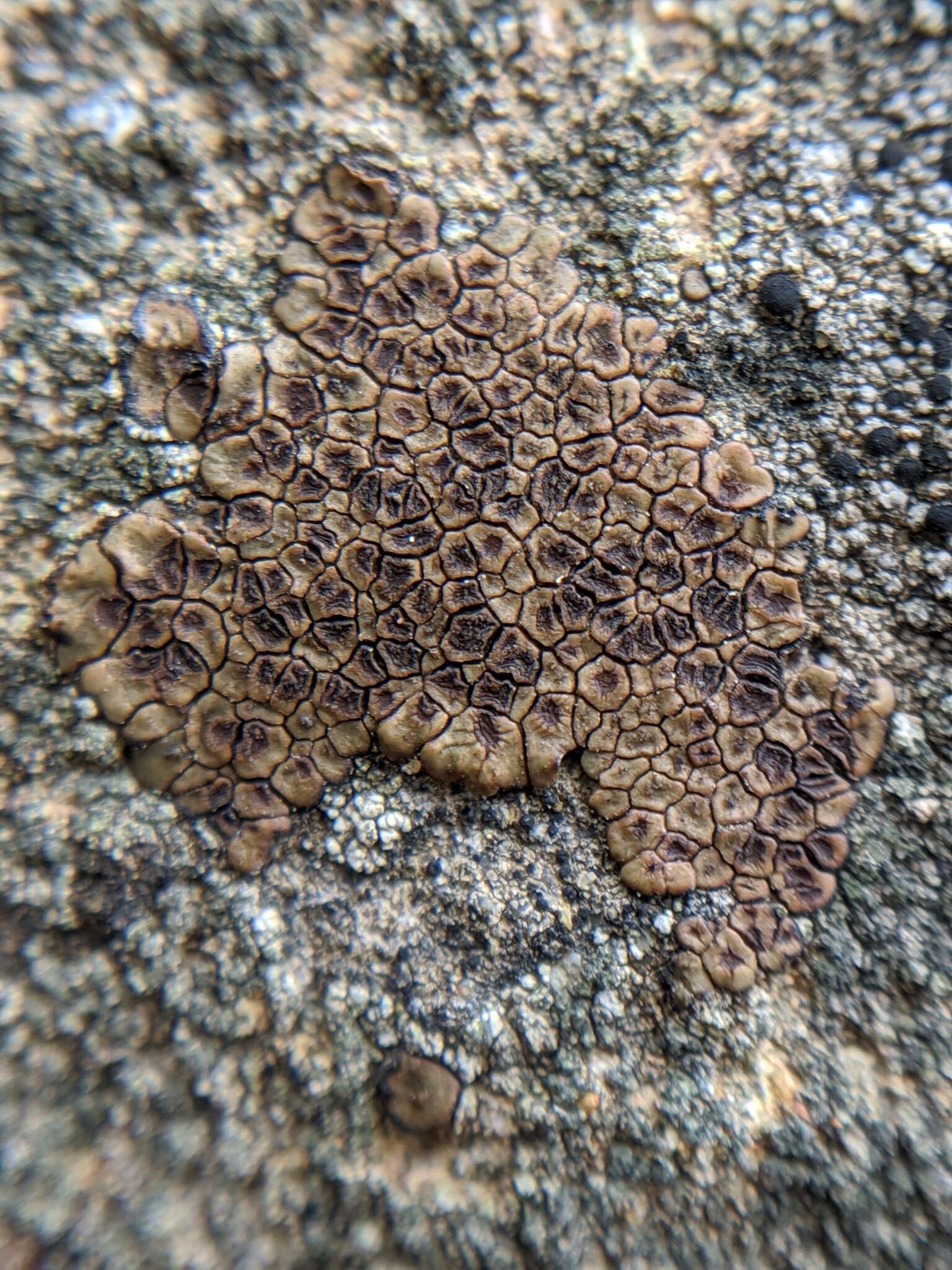 Image de Acarospora fuscata