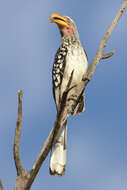 Image of Southern Yellow-billed Hornbill