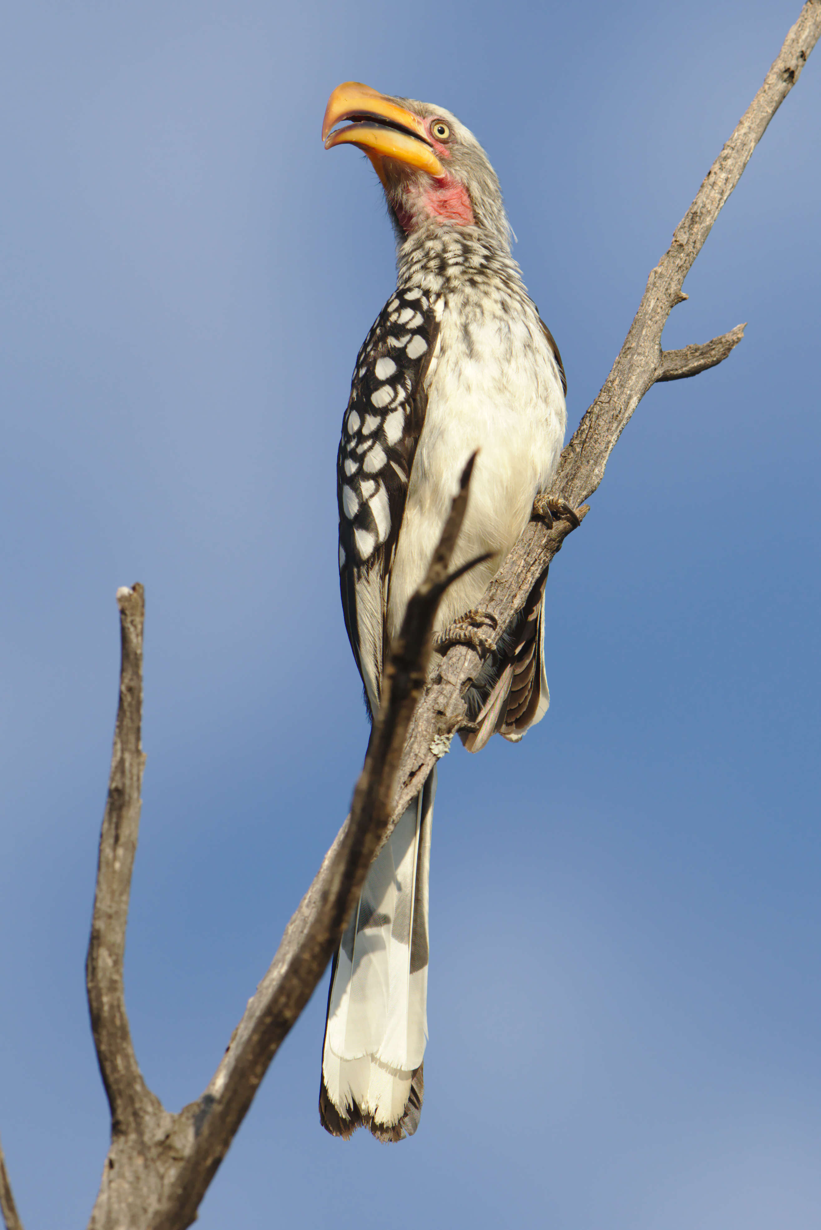 Image of Southern Yellow-billed Hornbill