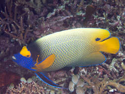 Image of Blue-face Angelfish