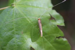 Image of Nematopogon swammerdamella Linnaeus 1758