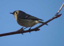 Image of goldcrests and kinglets