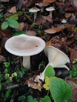 Image of Clitocybe nebularis (Batsch) P. Kumm. 1871