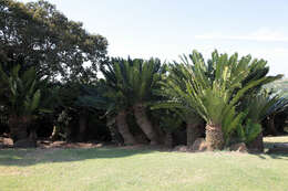 Image of Modjadji Cycad