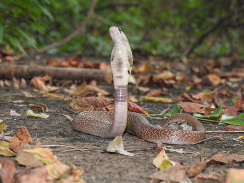 Image of Indian cobra