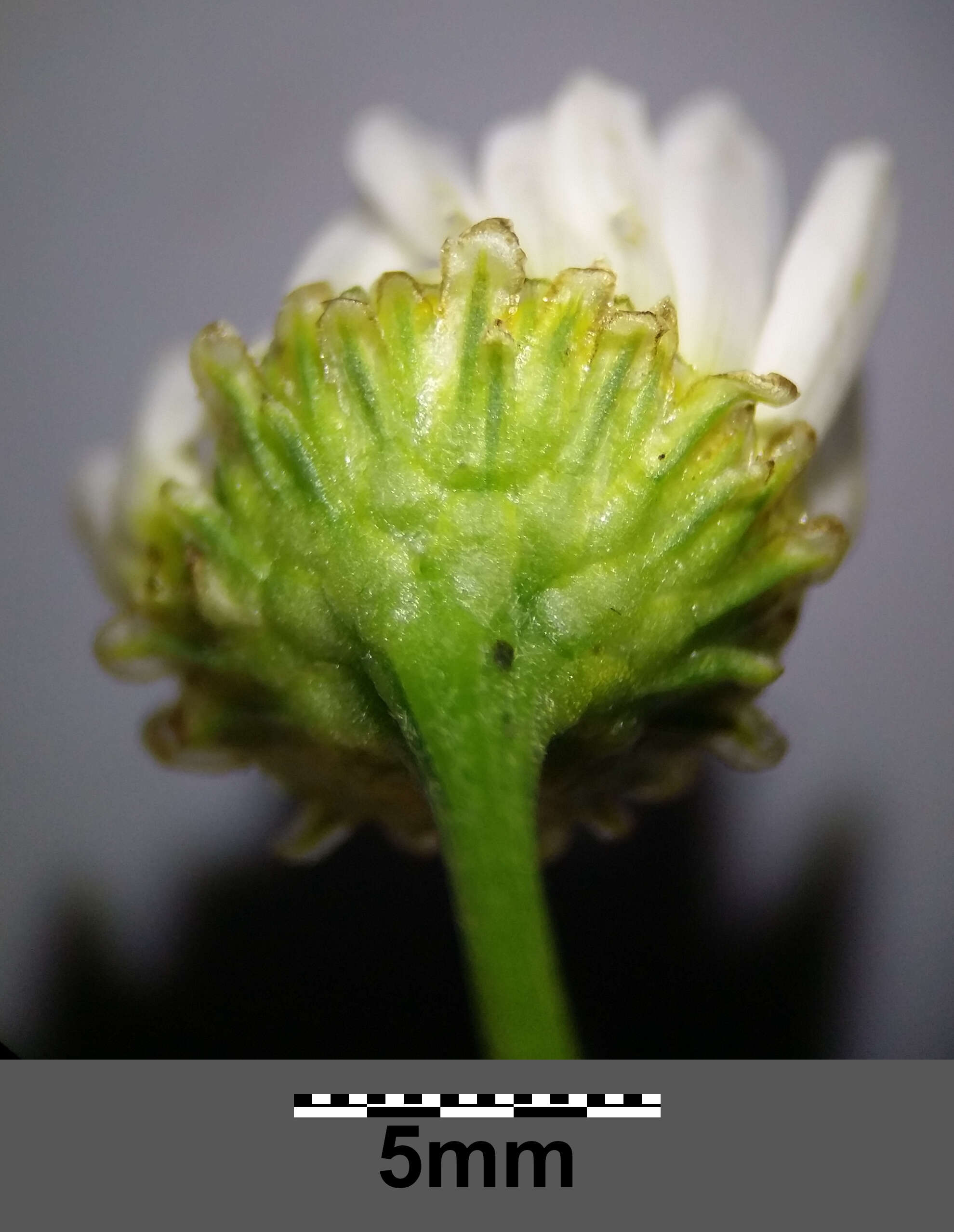 Imagem de Tripleurospermum inodorum (L.) Sch.-Bip