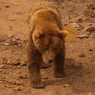 Image of Ursus arctos pyrenaicus