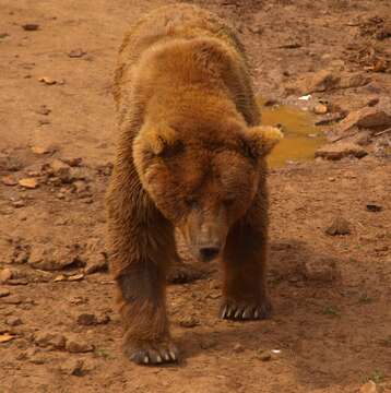 Image of Ursus arctos pyrenaicus