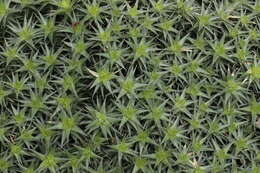 Image of Deuterocohnia brevifolia (Griseb.) M. A. Spencer & L. B. Sm.