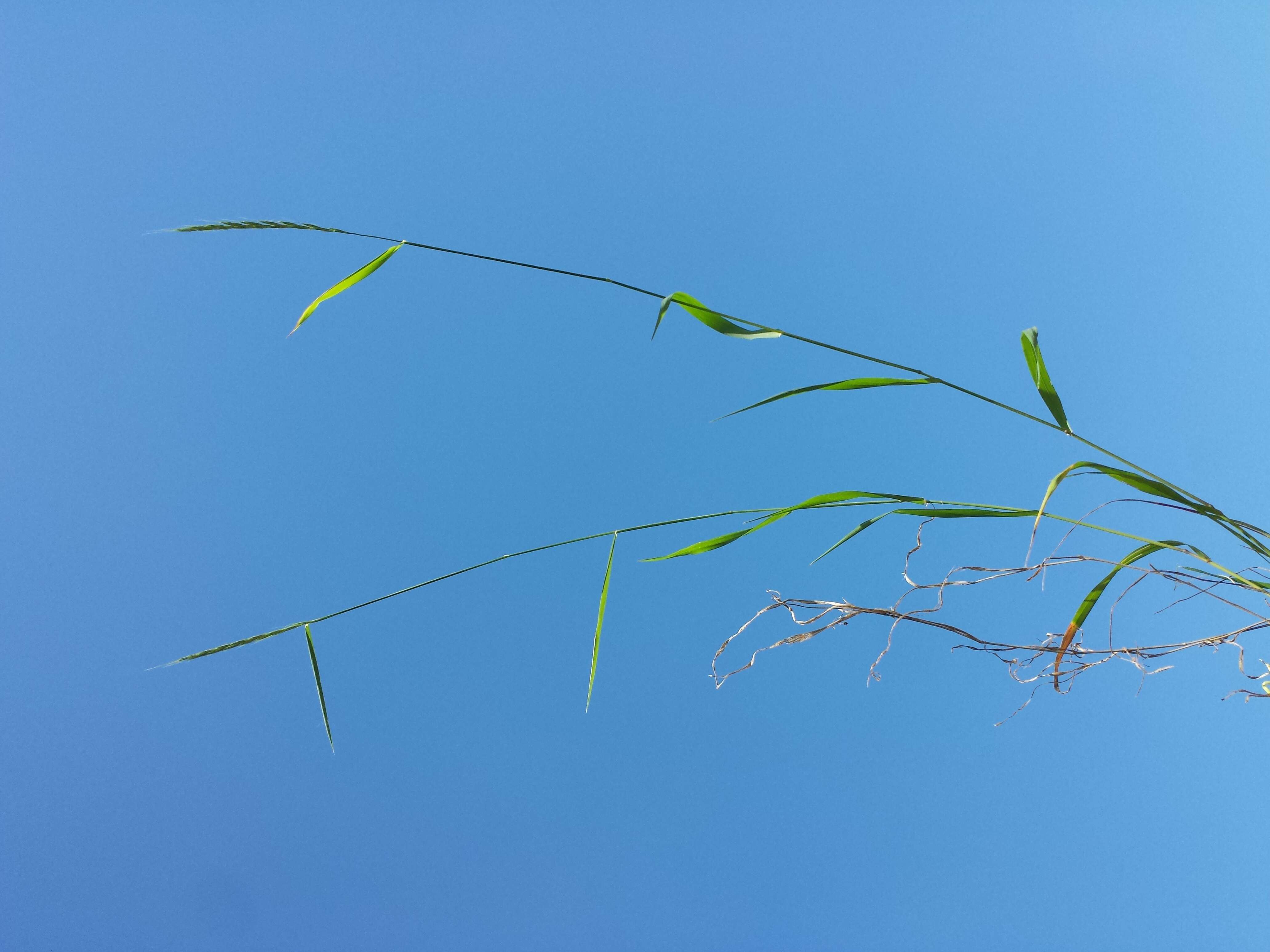 Image of bearded couch-grass